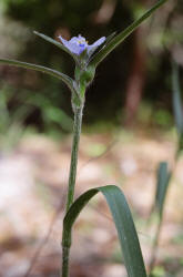 Reverchons Spiderwort, Tradescantia reverchonii, Hill