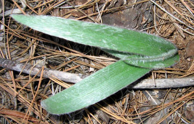 Reverchons Spiderwort, Tradescantia reverchonii, KO