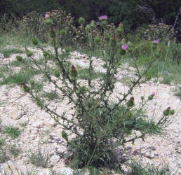 Scotch Thistle, Cirsium vulgare (1)