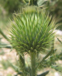 Scotch Thistle, Cirsium vulgare (2)