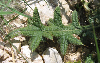 Scotch Thistle, Cirsium vulgare (5)
