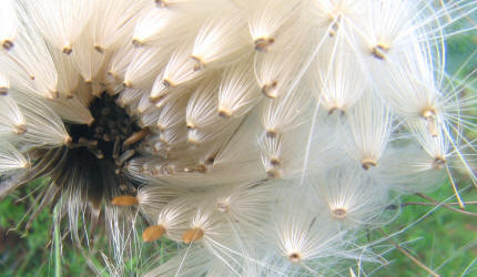 Scotch Thistle, Cirsium vulgare (8)