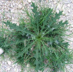 Scotch Thistle, Cirsium vulgare