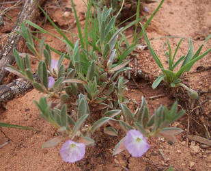 Shaggy Evolvulus, Evolvulus nuttallianus (5)