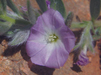 Shaggy Evolvulus, Evolvulus nuttallianus