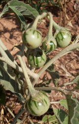 Silver-Leaf Nightshade, Solanum elaeagnifolium (1)