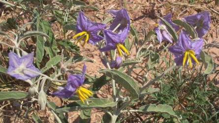 Silver-Leaf Nightshade, Solanum elaeagnifolium (3)