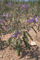 Silver-Leaf Nightshade, Solanum elaeagnifolium (4)