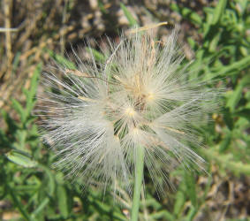 Skeleton Weed, Lygodesmia texana (10)