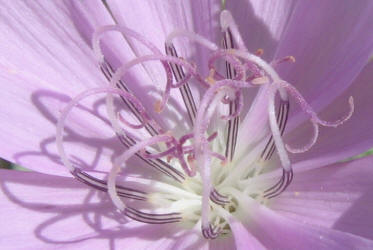 Skeleton Weed, Lygodesmia texana (12)