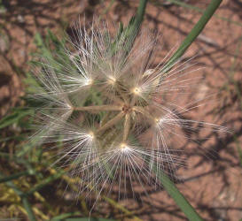 Skeleton Weed, Lygodesmia texana (4)