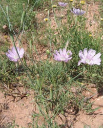 Skeleton Weed, Lygodesmia texana (7)