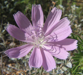 Skeleton Weed, Lygodesmia texana (9)