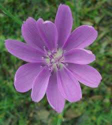 Skeleton Weed, Lygodesmia texana