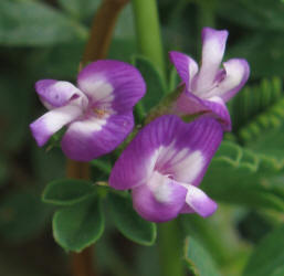 pod Milkvetch, Astragalus leptocarpus_