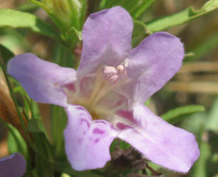 Snake-herb, Dyschoriste linearis (9)