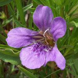 Snake-herb, Dyschoriste linearis