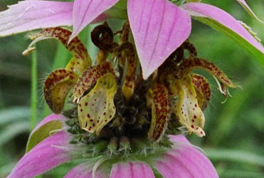 Spotted Beebalm, Monarda punctata, Hill (1)