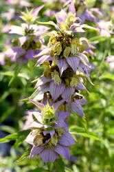 Spotted Beebalm, Monarda punctata, Hill (2)