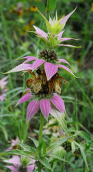 Spotted Beebalm, Monarda punctata, Hill