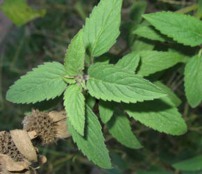 Spotted Beebalm, Monarda punctata, VZ (1)