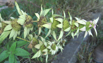 Spotted Beebalm, Monarda punctata, VZ