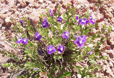 Sticky Skullcap, Scutellaria wrightii (1)