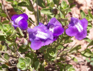 Sticky Skullcap, Scutellaria wrightii