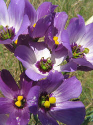 Texas Bluebells, Eustoma exaltatum (1)