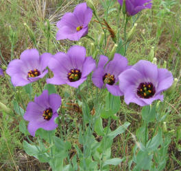 Texas Bluebells, Eustoma exaltatum (10)