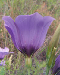 Texas Bluebells, Eustoma exaltatum (13)