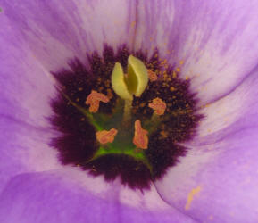 Texas Bluebells, Eustoma exaltatum (14)