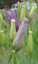 Texas Bluebells, Eustoma exaltatum (15)