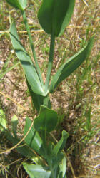 Texas Bluebells, Eustoma exaltatum (5)