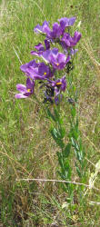 Texas Bluebells, Eustoma exaltatum