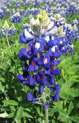 Texas Bluebonnet, Lupinus texenis (2)