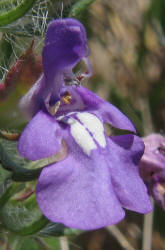 Texas Sage, Salvia texana (6)