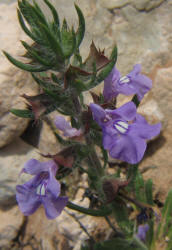 Texas Sage, Salvia texana (7)