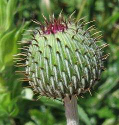 Texas Thistle, Cirsium texanum (3)