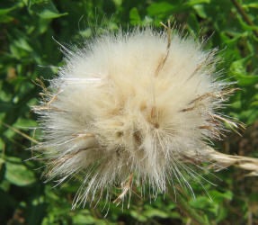 Texas Thistle, Cirsium texanum (4)