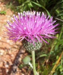 Texas Thistle, Cirsium texanum