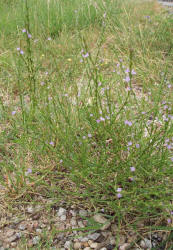 Texas Vervain, Verbena halei (1)