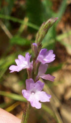 Texas Vervain, Verbena halei