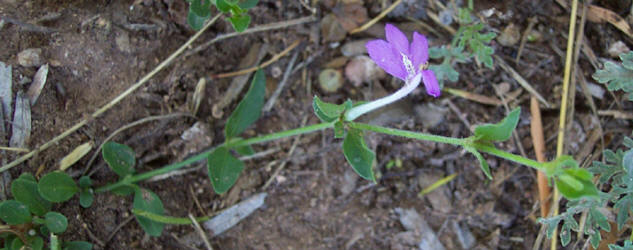 Tube-Tongue, Siphonoglossa pilosella (3)