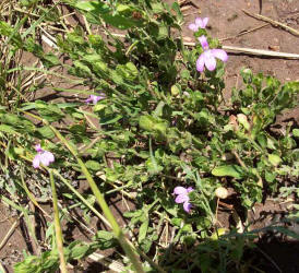 Tube-Tongue, Siphonoglossa pilosella (4)