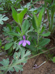 Tube-Tongue, Siphonoglossa pilosella