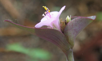 Wandering Jew Tradescantia pallida, Ann (1)