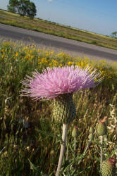 Wavyleaf Thistle, Cirsium undulatum (1)