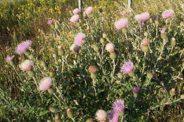 Wavyleaf Thistle, Cirsium undulatum (2)