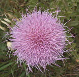 Wavyleaf Thistle, Cirsium undulatum (3)